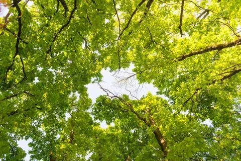 Forest and sky Stockfoto's