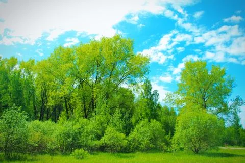Forest and sky Stock Photos