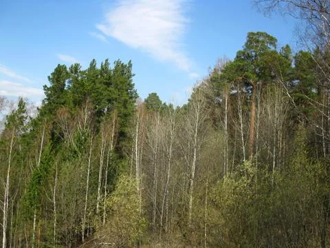 Forest and sky Stock Photos