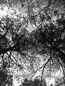 Forest And The Sky Fotos de archivo