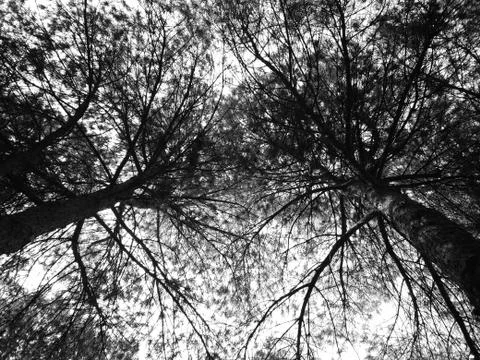Forest And The Sky Stock Photos