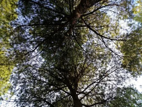 Forest And The Sky Fotos de archivo