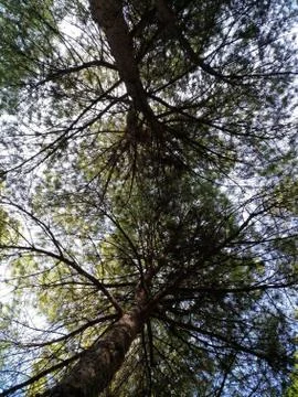 Forest And The Sky Fotos de archivo