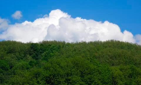 Forest and sky Stock Photos