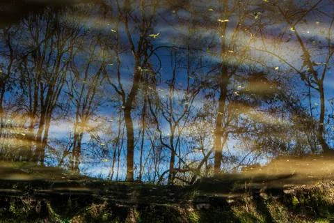 Forest and sky reflected Stock Photos