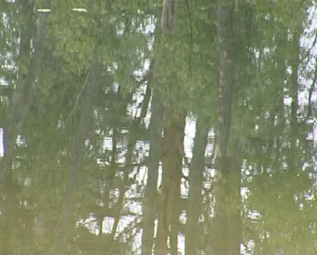 Forest and sky reflections on lake water. Stock Footage 8549621