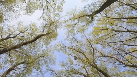 Forest and Sky with Sun Stock Footage 74413553