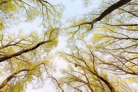Forest and Sky with Sun Stock-Fotos