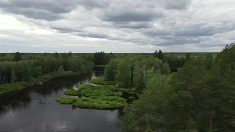 Forest and small plants among the river. Aerial view Stock Footage 302109188