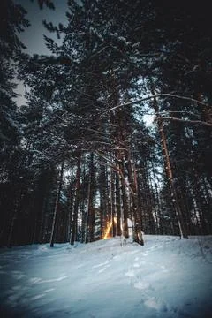 Forest and snow Stock Photos