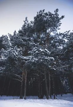 Forest and snow Stock Photos