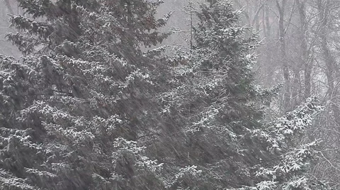 Forest and spruce trees in winter in a heavy snow fall. Stock Footage 58529458