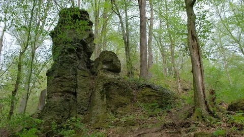 Forest and stone moss-covered rock. Stock Footage 128392721