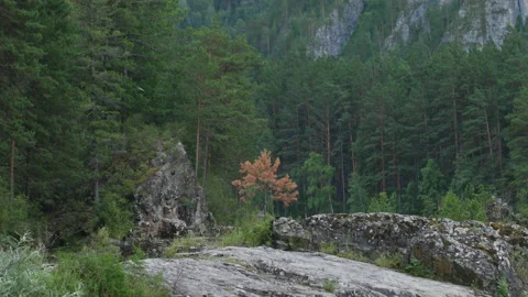 Forest and stones Stock Footage 204711749