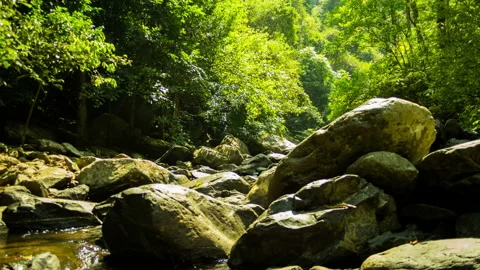 Forest and a stream in a bright day Stock Footage 236743996