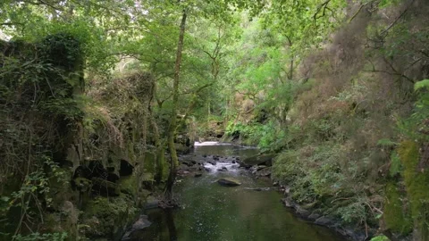 Forest And Stream Flowing From The River.  Aerial Drone Shot Stock Footage 249728055
