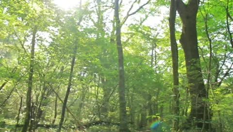 Forest and Stream Stock Footage 8908570