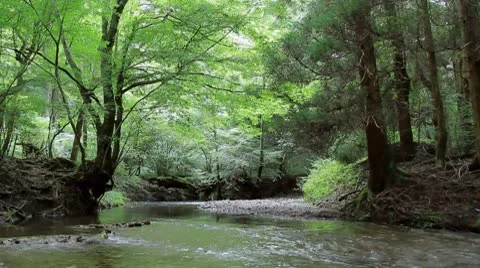 Forest and Stream Stock Footage 8908743