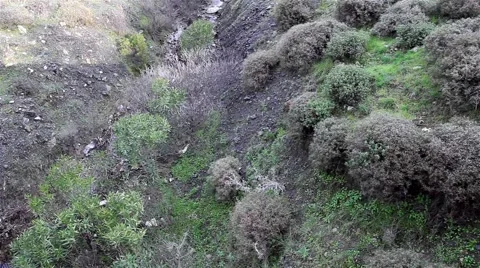 Forest and Stream Vídeos de archivo 56102955