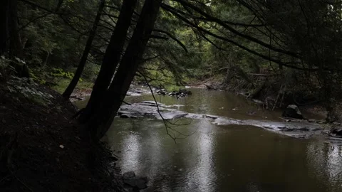Forest and stream on a rainy day, light rain late summer early Fall, static Vídeo Stock 291899351