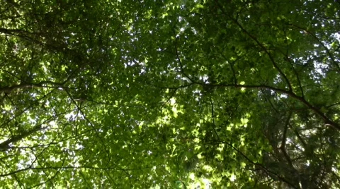 Forest and sun flare Stock-Footage 653029
