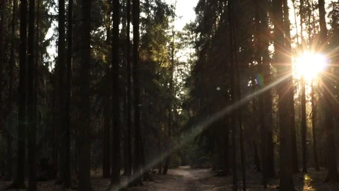 Forest and sun. Video stock 129109788