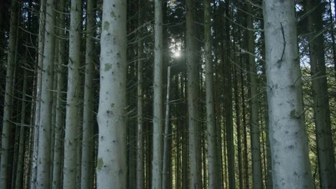 Forest and sun Stock Footage 203905523