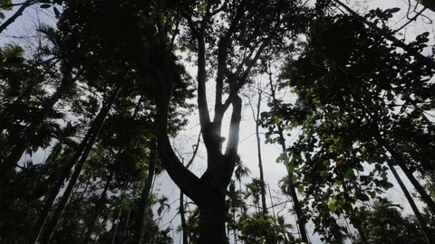 Forest and sun spotlite Stock Footage 125981413