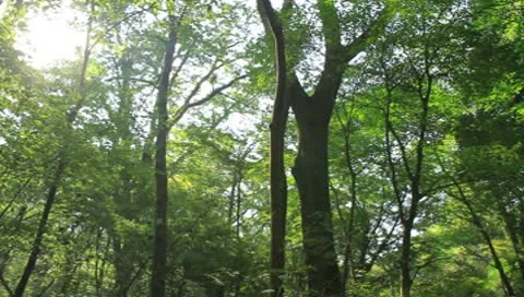 Forest and Sunbeam Stock Footage 8908568