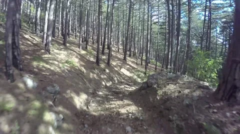 Forest and sunbeams, sun light, rays, aerial, spruce, fir, fir-tree Stock Footage 57260248