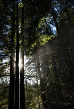 Forest and Sunlight Stock Photos