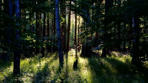Forest and sunrays Stock Footage 53609087