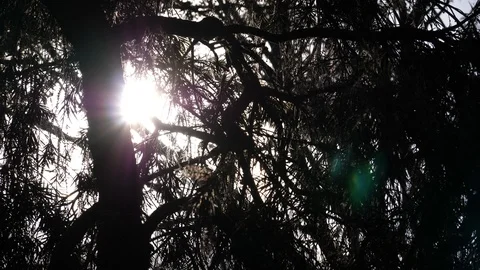 Forest and sunrise Video stock 125484635