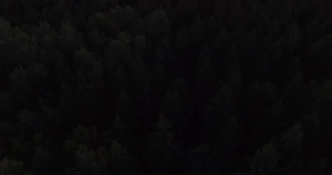 Forest and sunset from the air Video stock 89040084