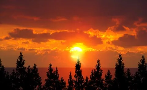Forest and sunset Stock Photos