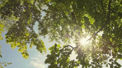 Forest and sunshine Stock Footage 43226524