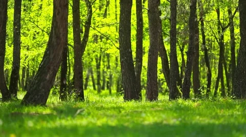 Forest and sunshine in the wind Stock Footage 44413100
