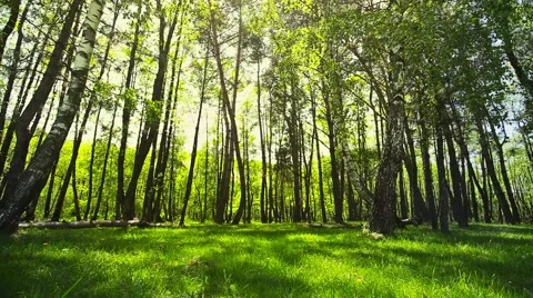 Forest and sunshine in the wind Stock Footage 44413136