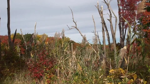 Forest and swamp 库存影片 97709760