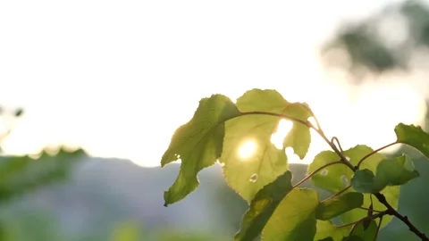 Forest And Tree Branches With Sunlight At Sunset Stock Footage 324695660