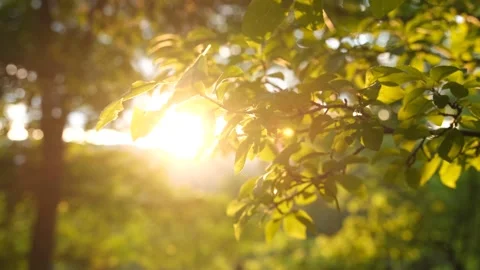 Forest And Tree Branches With Sunlight At Sunset Stock Footage 324695699