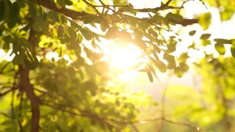 Forest And Tree Branches With Sunlight At Sunset Stock Footage 324695700