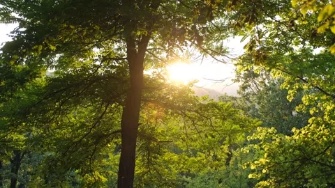 Forest And Tree Branches With Sunlight At Sunset Stock Footage 324695724
