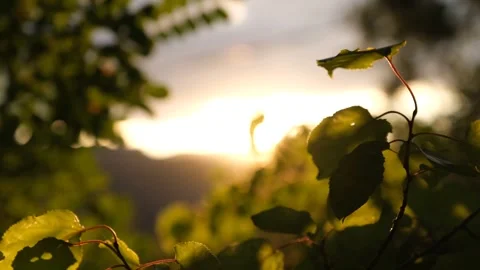 Forest And Tree Branches With Sunlight At Sunset Stock Footage 324695725