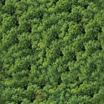 Forest and tree landscape texture abstract background, Aerial top view fore.. Illustrazione stock
