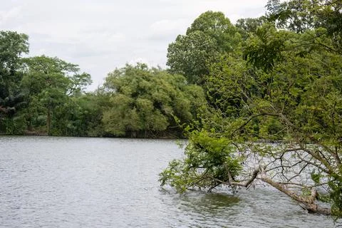 Forest and Tree Reflections Over Calm Water Foto stock