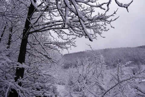 Forest and Tree Snow View Stock Image Stock Photos