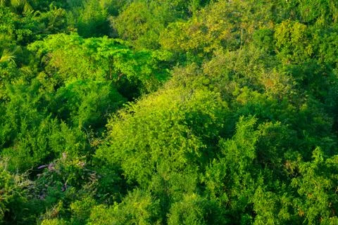 Forest and tree from the top view Stock Photos