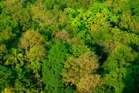 Forest and tree from the top view Stock Photos