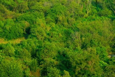 Forest and tree from the top view Stock Photos